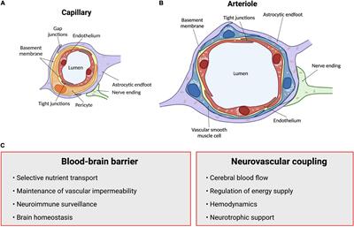 From Neurodevelopmental to Neurodegenerative Disorders: The Vascular Continuum